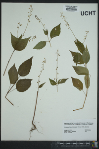 Circaea canadensis image