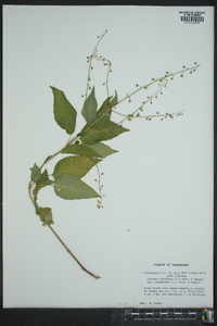 Circaea canadensis image