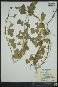 Hedera helix image