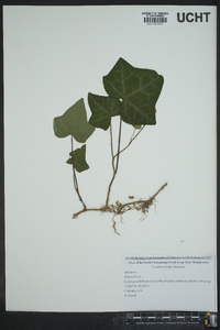 Hedera helix image