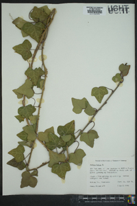 Hedera helix image