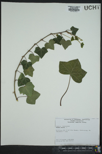 Hedera helix image