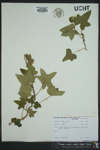 Hedera helix image