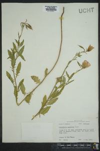Oenothera speciosa image