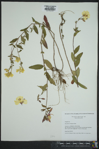 Oenothera tetragona image