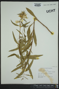 Oenothera tetragona image