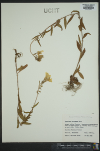 Oenothera tetragona image