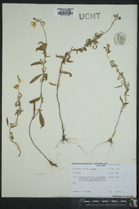 Oenothera tetragona image