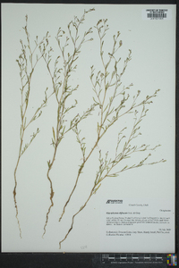 Gayophytum diffusum image