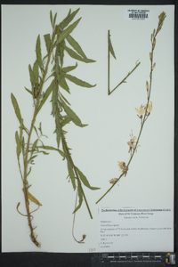 Oenothera filipes image