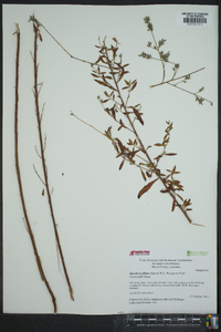 Oenothera filipes image