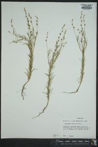 Oenothera linifolia image