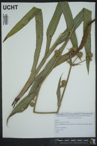 Eryngium yuccifolium image