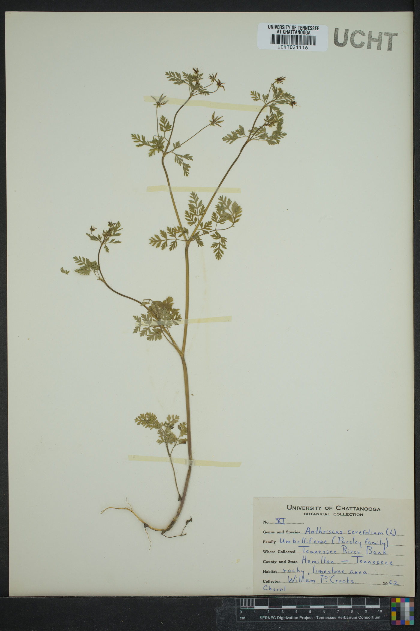 Anthriscus cerefolium image