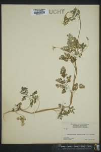 Anthriscus cerefolium image