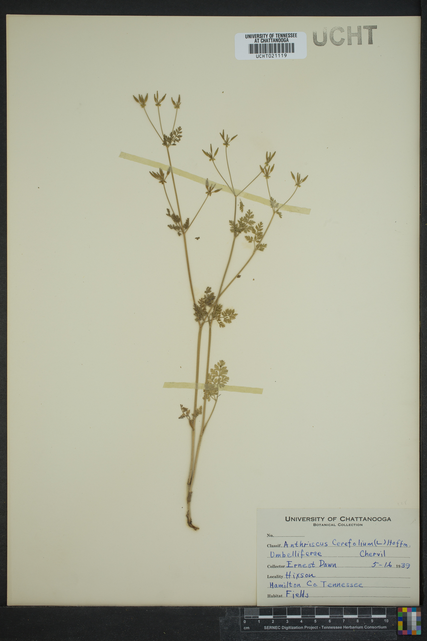 Anthriscus cerefolium image