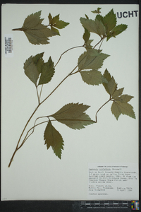 Sanicula trifoliata image
