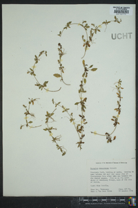 Eryngium prostratum image