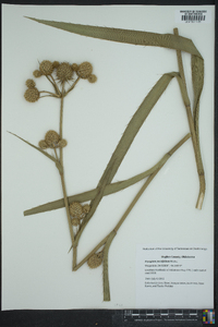 Eryngium yuccifolium image