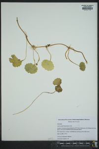 Hydrocotyle bonariensis image