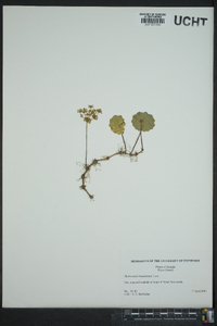 Hydrocotyle bonariensis image