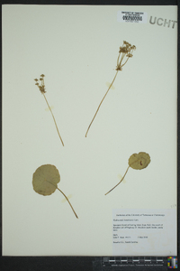 Hydrocotyle bonariensis image