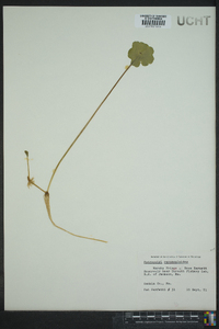 Hydrocotyle ranunculoides image