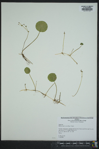 Hydrocotyle verticillata image