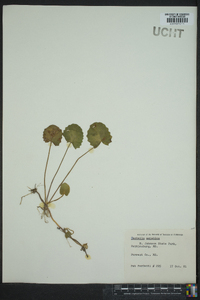 Centella asiatica image