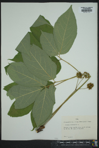 Aralia nudicaulis image