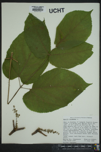 Aralia racemosa image