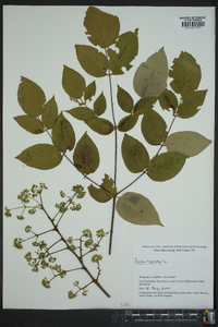 Aralia spinosa image