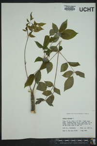 Aralia spinosa image