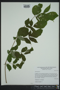 Aralia spinosa image