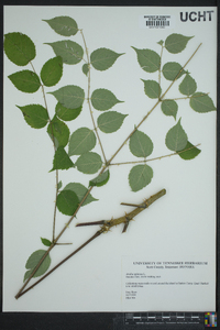 Aralia spinosa image