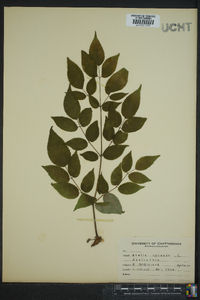 Aralia spinosa image