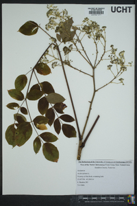 Aralia spinosa image