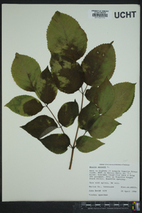 Aralia spinosa image