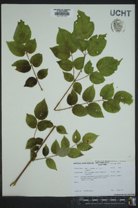 Aralia spinosa image