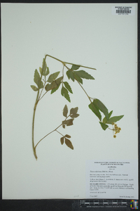 Zizia trifoliata image