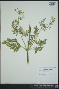 Conium maculatum image