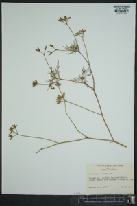 Trepocarpus aethusae image