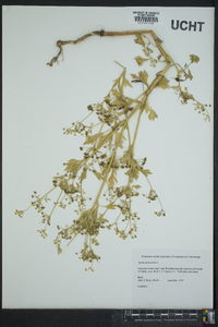 Apium graveolens image