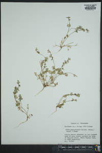 Ammoselinum butleri image