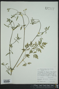 Torilis japonica image