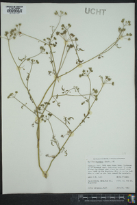 Torilis japonica image