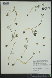 Erigenia bulbosa image