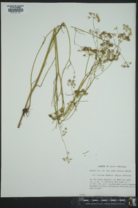 Harperella nodosa image