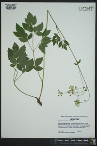 Actaea racemosa image