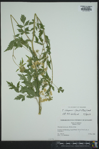 Thaspium chapmanii image